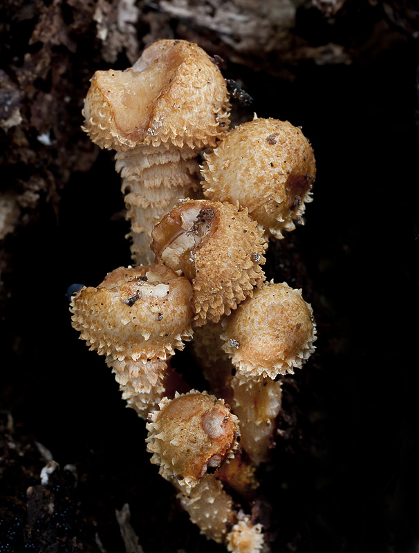 Pholiota squarrosoides